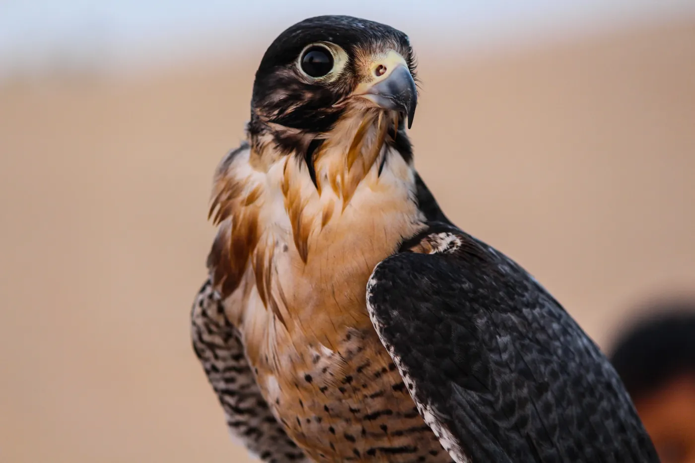 Morning Desert Safari & Dune Bashing In Dubai