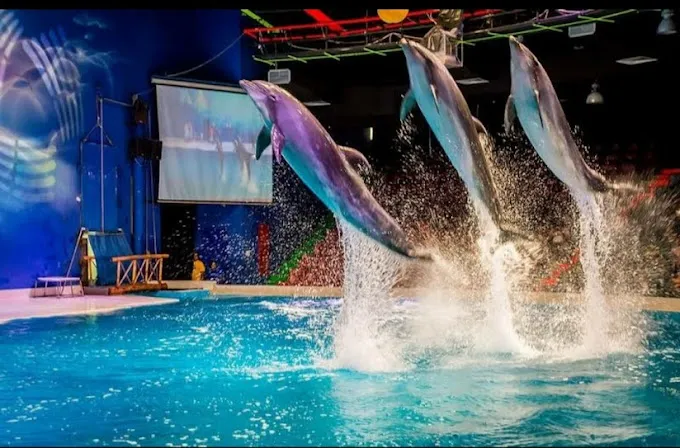 Dubai Dolphin Show Regular Tickets With Return transfer